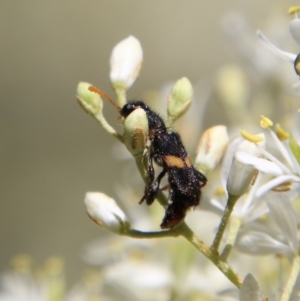 Eleale pulchra at Deakin, ACT - 13 Jan 2021