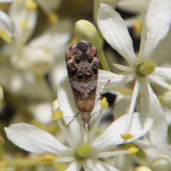 Tebenna micalis (Small Thistle Moth) at Deakin, ACT - 13 Jan 2021 by LisaH