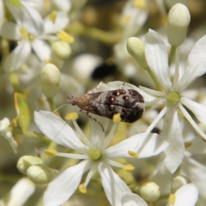 Tebenna micalis at Deakin, ACT - 13 Jan 2021