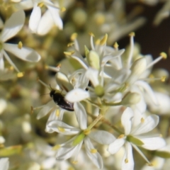 Mordellidae (family) (Unidentified pintail or tumbling flower beetle) at Deakin, ACT - 12 Jan 2021 by LisaH