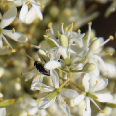 Mordellidae (family) (Unidentified pintail or tumbling flower beetle) at Deakin, ACT - 12 Jan 2021 by LisaH