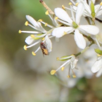 Lauxaniidae (family) (Unidentified lauxaniid fly) at Deakin, ACT - 12 Jan 2021 by LisaH