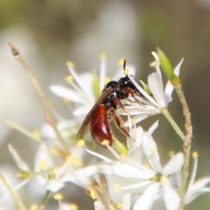 Exoneura sp. (genus) at Deakin, ACT - 13 Jan 2021