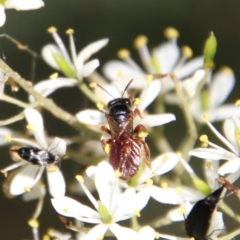 Exoneura sp. (genus) at Deakin, ACT - 13 Jan 2021