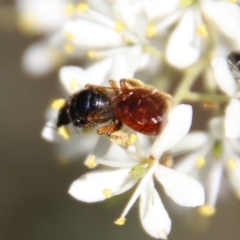 Exoneura sp. (genus) at Deakin, ACT - 13 Jan 2021