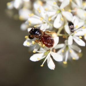 Exoneura sp. (genus) at Deakin, ACT - 13 Jan 2021 10:37 AM