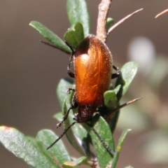 Ecnolagria grandis (Honeybrown beetle) at Hughes, ACT - 13 Jan 2021 by LisaH