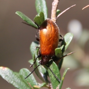 Ecnolagria grandis at Hughes, ACT - 13 Jan 2021 10:34 AM