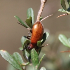 Ecnolagria grandis at Hughes, ACT - 13 Jan 2021 10:34 AM