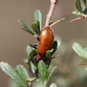 Ecnolagria grandis at Hughes, ACT - 13 Jan 2021