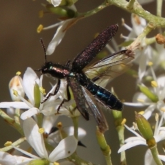 Eleale aspera (Clerid beetle) at Hughes, ACT - 13 Jan 2021 by LisaH