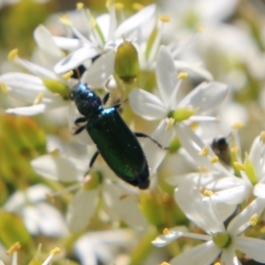 Phlogistus sp. (genus) at Hughes, ACT - 13 Jan 2021 10:59 AM