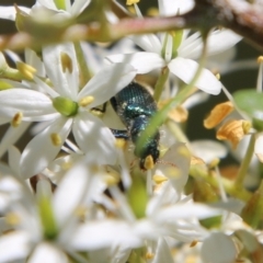 Phlogistus sp. (genus) at Hughes, ACT - 13 Jan 2021