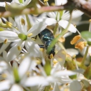 Phlogistus sp. (genus) at Hughes, ACT - 13 Jan 2021 10:59 AM