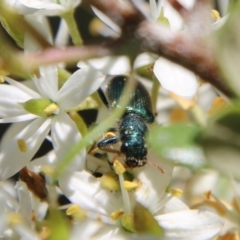 Phlogistus sp. (genus) at Hughes, ACT - 13 Jan 2021 10:59 AM