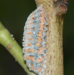 Monophlebulus sp. (genus) (Giant Snowball Mealybug) at ANBG - 12 Jan 2021 by TimL