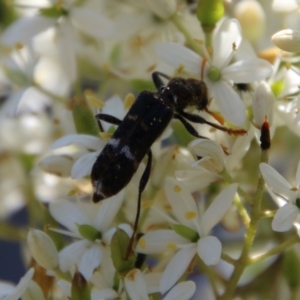 Scrobiger splendidus at Hughes, ACT - 13 Jan 2021 11:05 AM