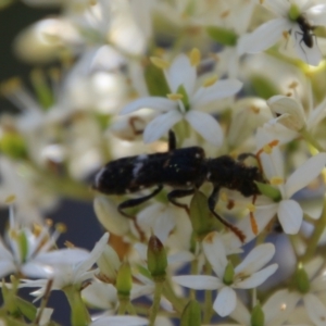 Scrobiger splendidus at Hughes, ACT - 13 Jan 2021 11:05 AM