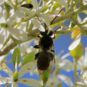 Lipotriches sp. (genus) at Hughes, ACT - 13 Jan 2021