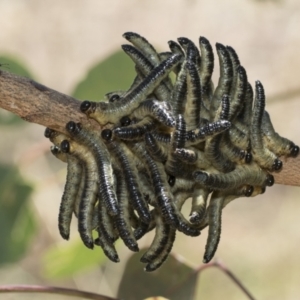 Pseudoperga sp. (genus) at Weetangera, ACT - 12 Jan 2021