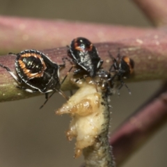 Oechalia schellenbergii (Spined Predatory Shield Bug) at The Pinnacle - 12 Jan 2021 by AlisonMilton