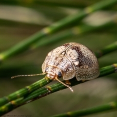 Paropsisterna laesa species complex (Laesa leaf beetle) at West Belconnen Pond - 13 Jan 2021 by Roger