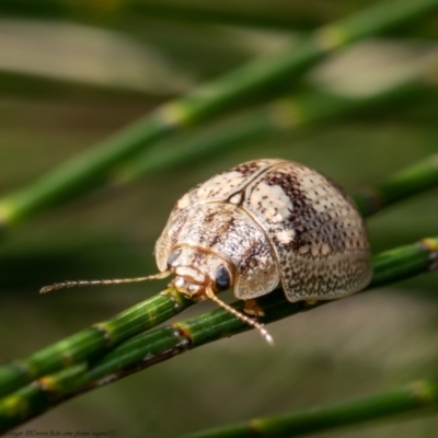 Paropsisterna laesa (Laesa leaf beetle) at West Belconnen Pond - 12 Jan 2021 by Roger