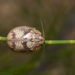 Paropsisterna laesa species complex at Dunlop, ACT - 13 Jan 2021 10:57 AM