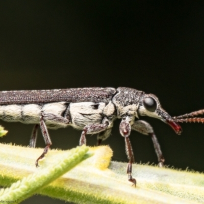 Rhinotia sparsa (A belid weevil) at West Belconnen Pond - 12 Jan 2021 by Roger