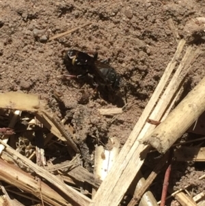 Sphecidae or Crabronidae (families) at Aranda, ACT - 13 Jan 2021