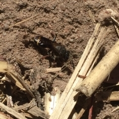 Sphecidae or Crabronidae (families) at Aranda, ACT - 13 Jan 2021