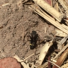 Sphecidae or Crabronidae (families) at Aranda, ACT - 13 Jan 2021