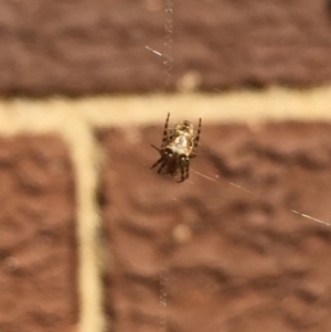 Araneidae (family) at Aranda, ACT - 13 Jan 2021