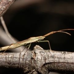 Mutusca brevicornis (A broad-headed bug) at West Belconnen Pond - 13 Jan 2021 by Roger