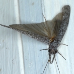 Leptoceridae sp. (family) (Long-horned caddisfly) at Ainslie, ACT - 12 Jan 2021 by jb2602