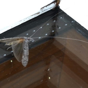 Leptoceridae sp. (family) at Ainslie, ACT - 12 Jan 2021