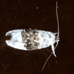 Piloprepes antidoxa (A concealer moth) at Ainslie, ACT - 12 Jan 2021 by jb2602