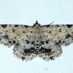 Sandava scitisignata at Ainslie, ACT - 12 Jan 2021