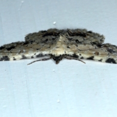 Sandava scitisignata at Ainslie, ACT - 12 Jan 2021