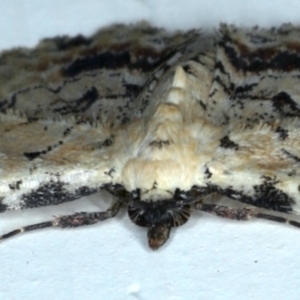 Sandava scitisignata at Ainslie, ACT - 12 Jan 2021