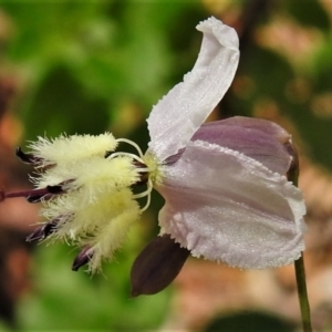 Arthropodium milleflorum at Cotter River, ACT - 12 Jan 2021 10:20 AM