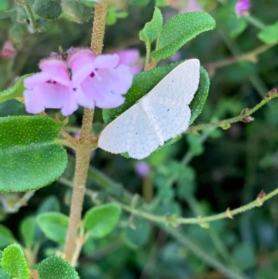 Scopula optivata (Varied Wave) at Murrumbateman, NSW - 5 Jan 2021 by SimoneC