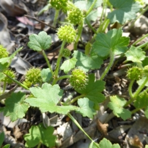 Hydrocotyle laxiflora at Kaleen, ACT - 8 Nov 2020 03:10 PM