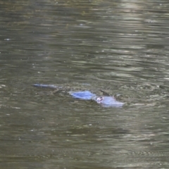 Ornithorhynchus anatinus (Platypus) at Paddys River, ACT - 12 Jan 2021 by davidcunninghamwildlife