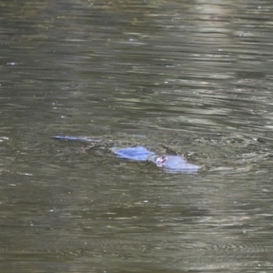 Ornithorhynchus anatinus at Paddys River, ACT - 13 Jan 2021 09:23 AM