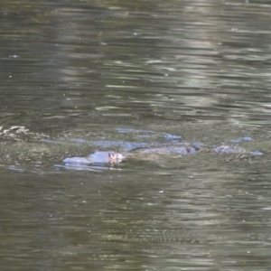 Ornithorhynchus anatinus at Paddys River, ACT - 13 Jan 2021 09:23 AM