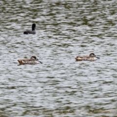 Malacorhynchus membranaceus (Pink-eared Duck) at Moss Vale - 6 Jan 2021 by NigeHartley