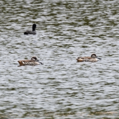 Malacorhynchus membranaceus (Pink-eared Duck) at Moss Vale - 6 Jan 2021 by NigeHartley