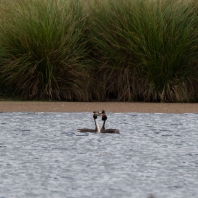 Podiceps cristatus (Great Crested Grebe) at Moss Vale - 6 Jan 2021 by NigeHartley