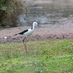 Himantopus leucocephalus (Pied Stilt) at Moss Vale - 6 Jan 2021 by NigeHartley